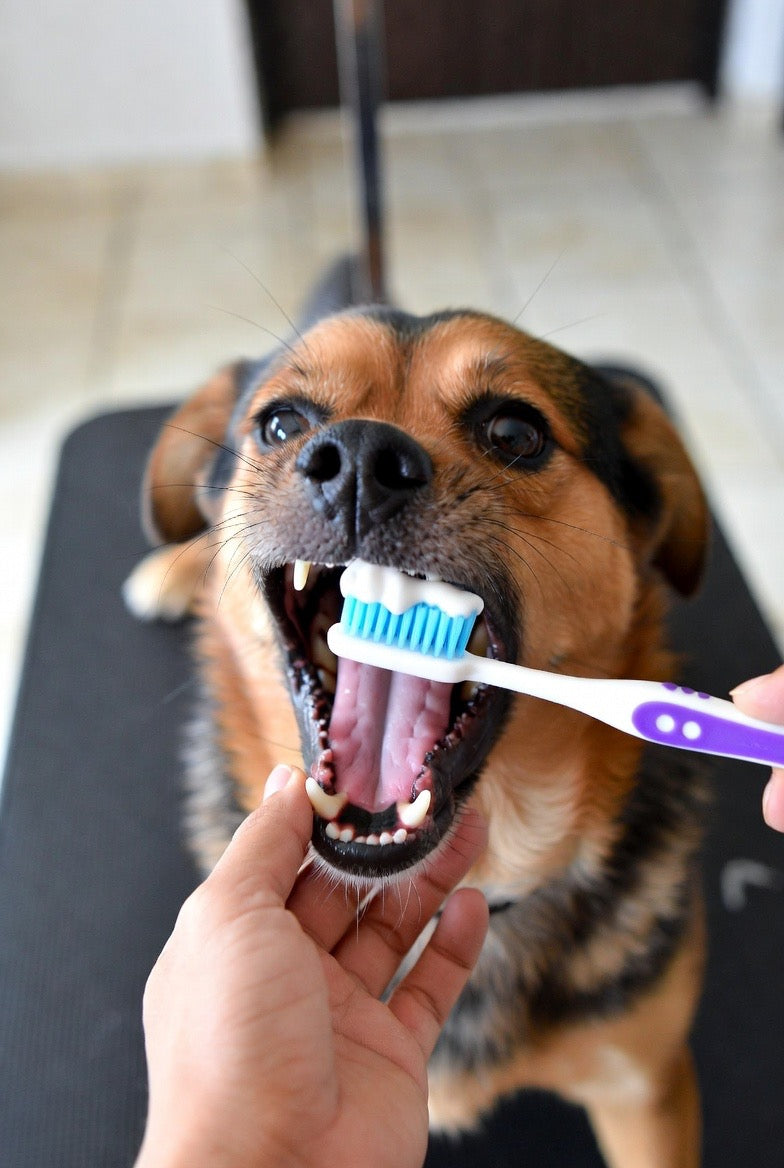 Teeth Cleaning